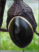 ���c�i�X�̎ʐ^