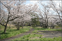 湖南市さくらまつりの桜